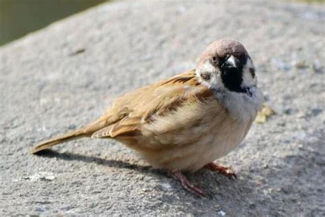 看到死掉的鳥|鳥的壽命很短，為什麼很難見到死去的鳥？這下可算明。